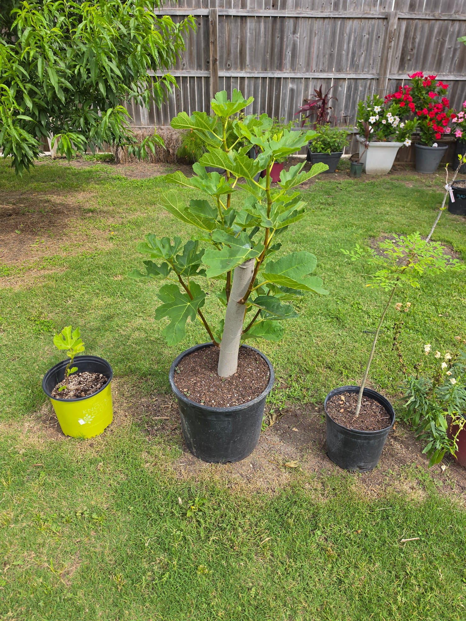 My Fig Trees And Plants