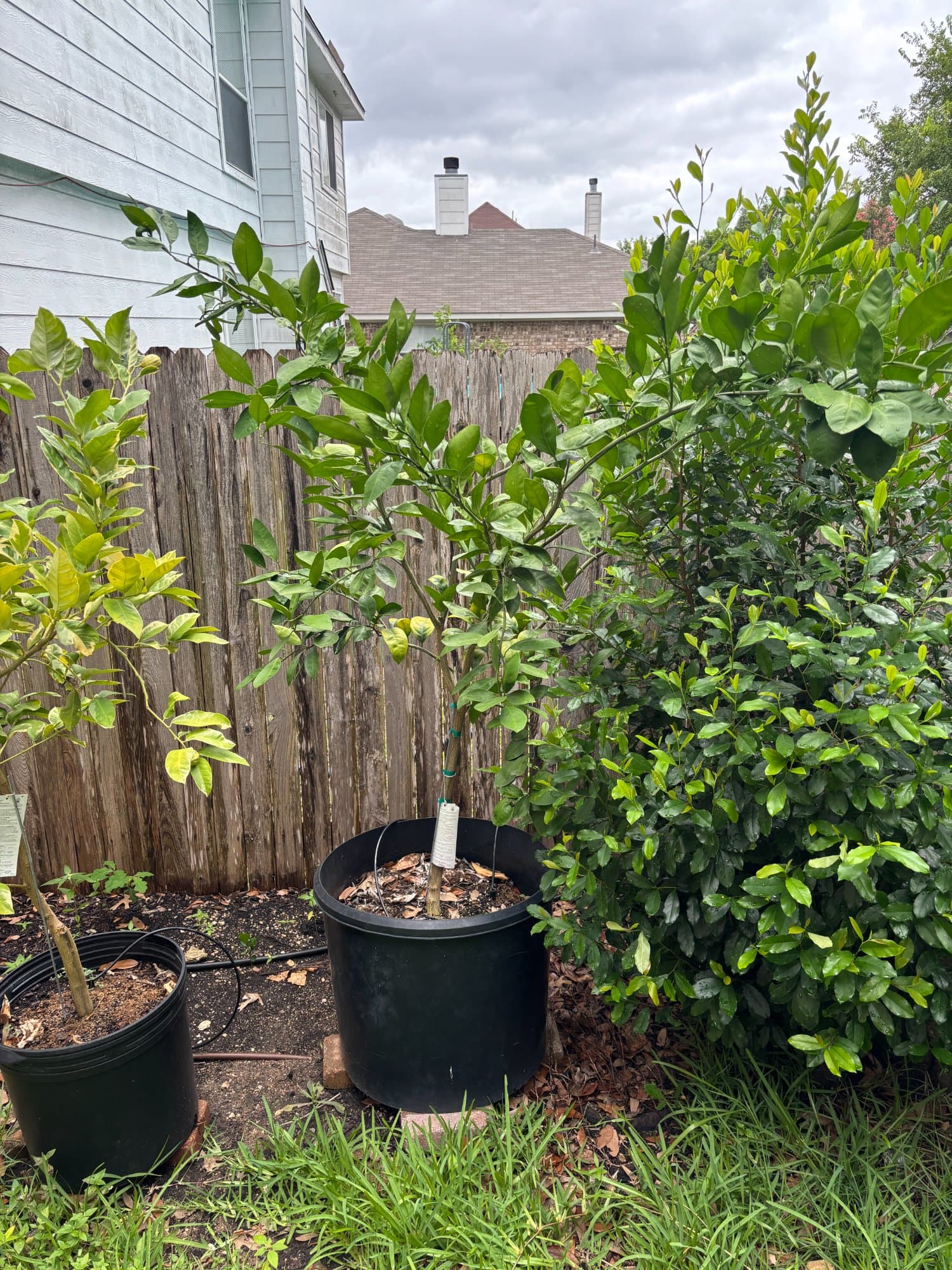 Satsuma