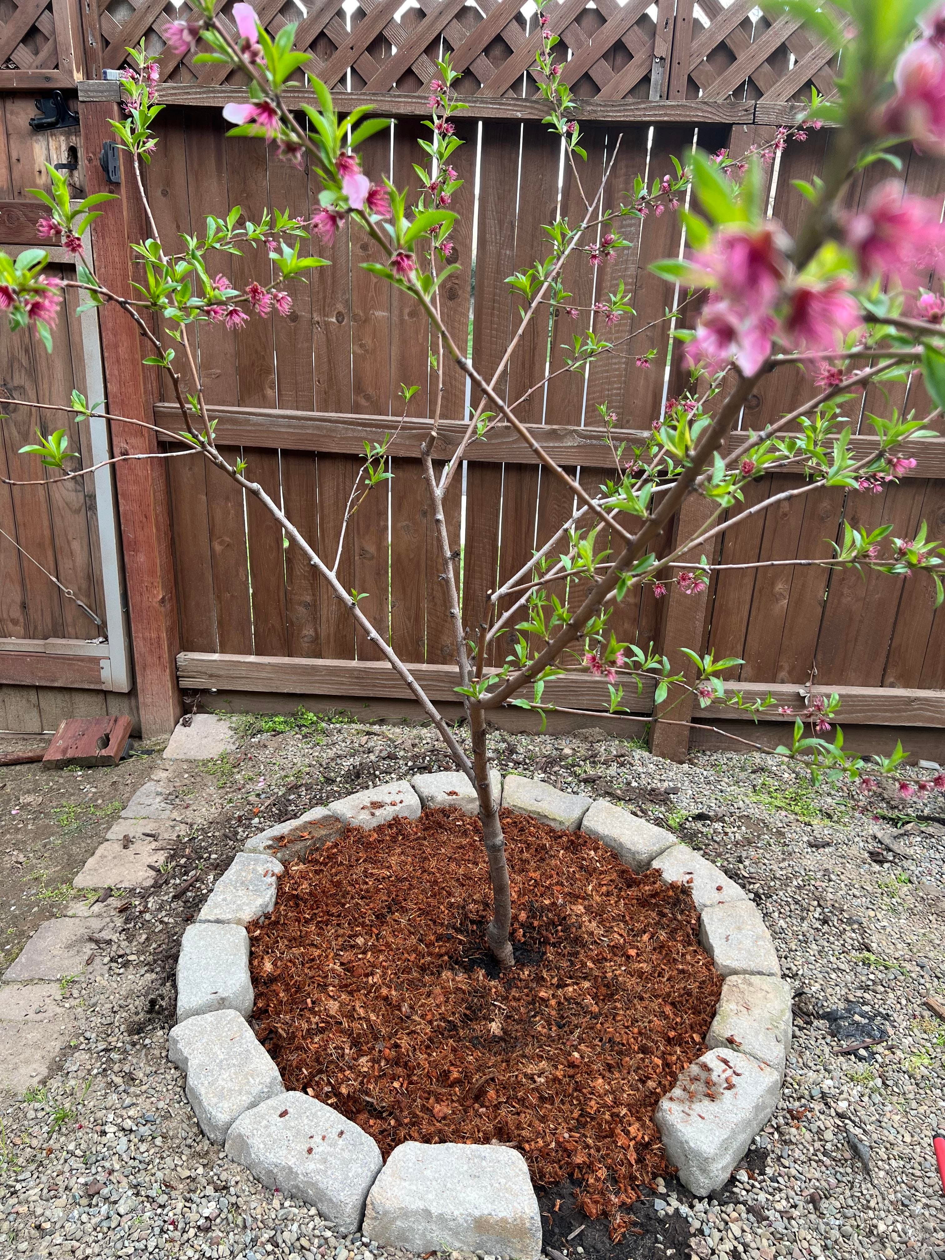 Peach Tree