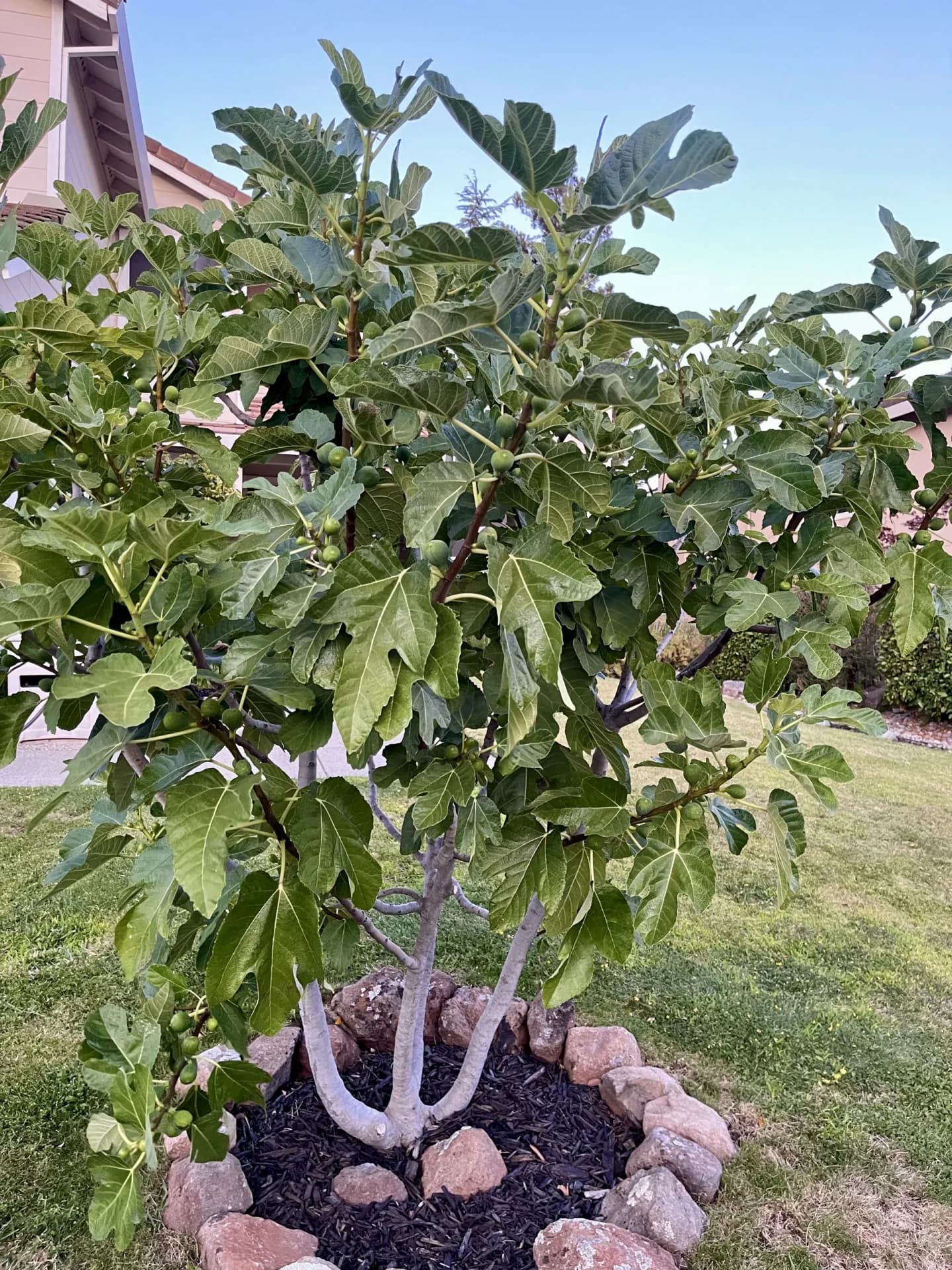 Fig Tree