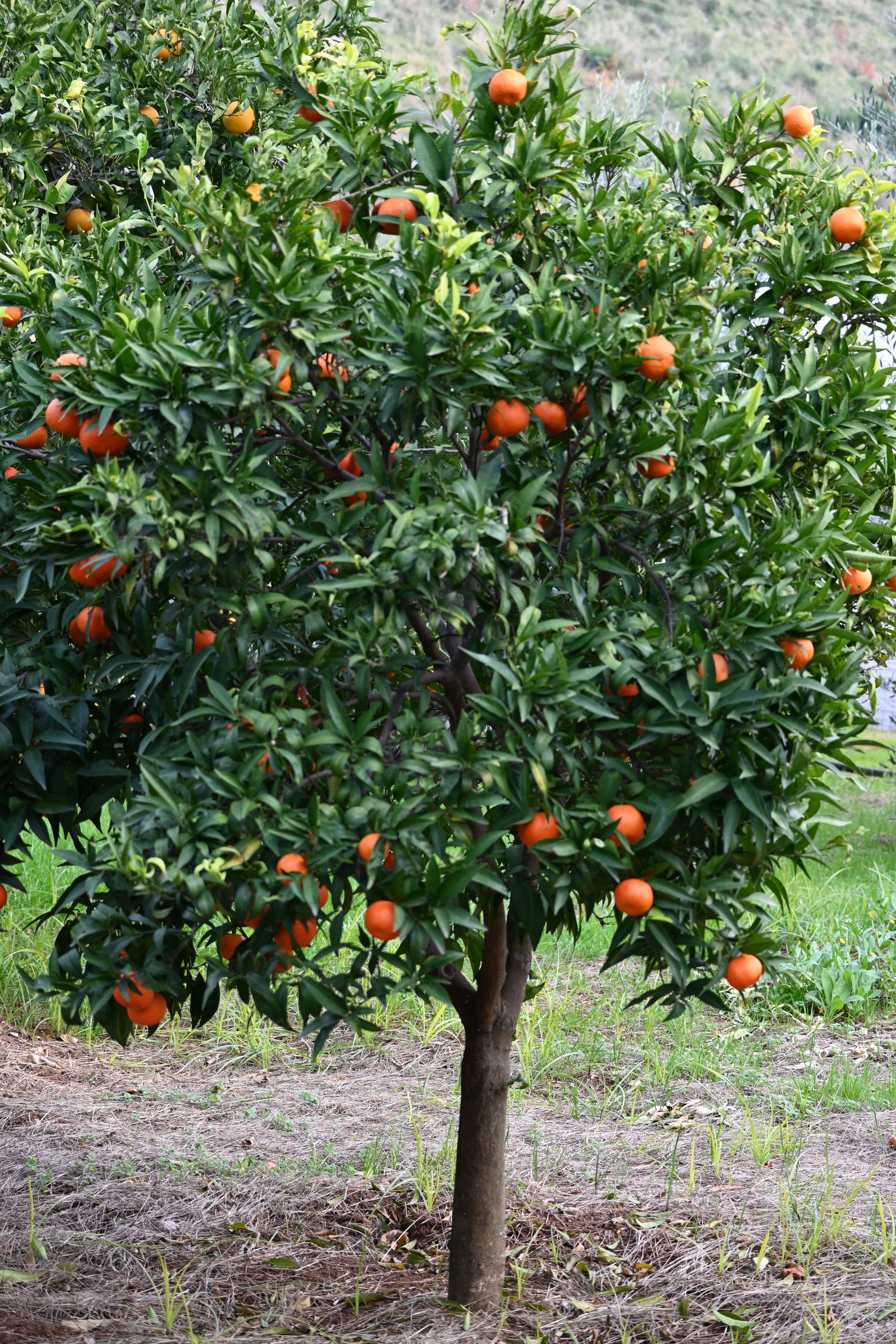 Satsuma