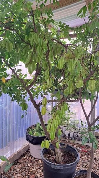 Starfruit