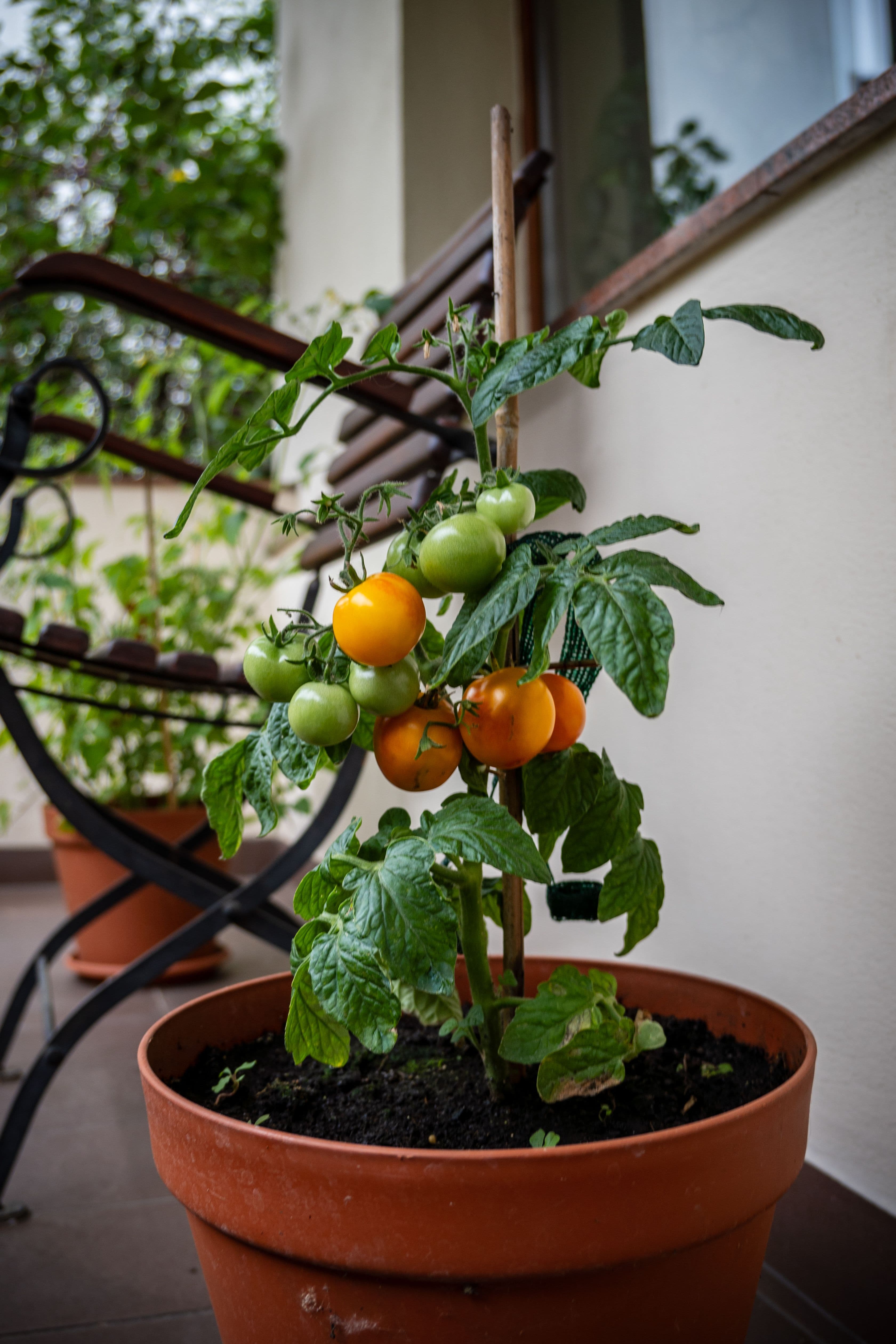 Tomato