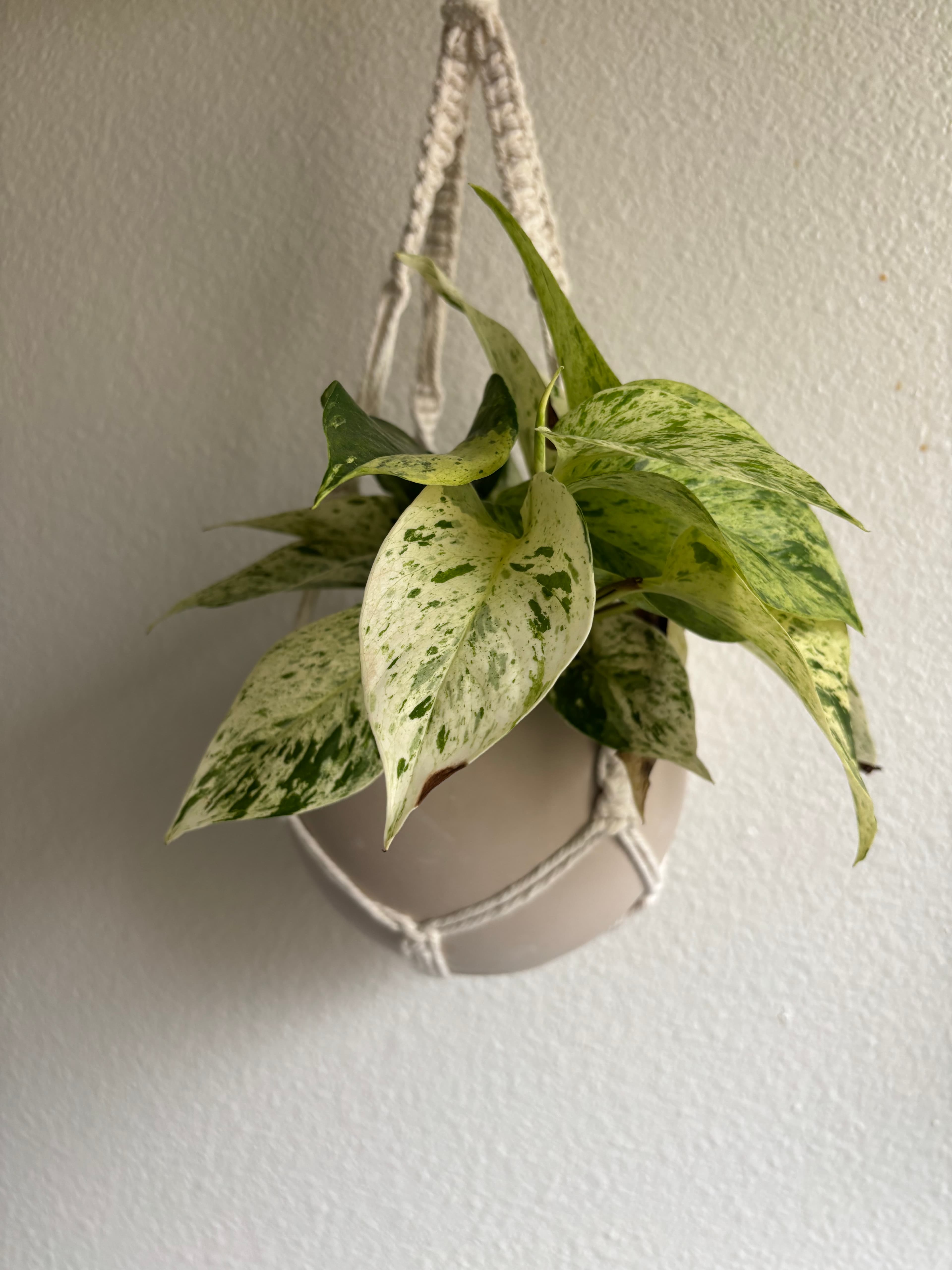 Variegated Pothos