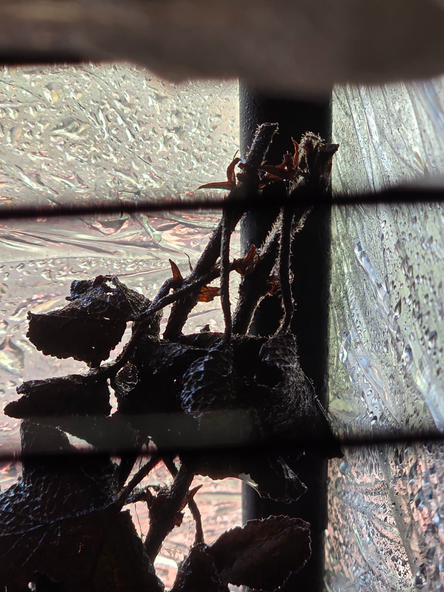 Emerald Carpenting Rasberry