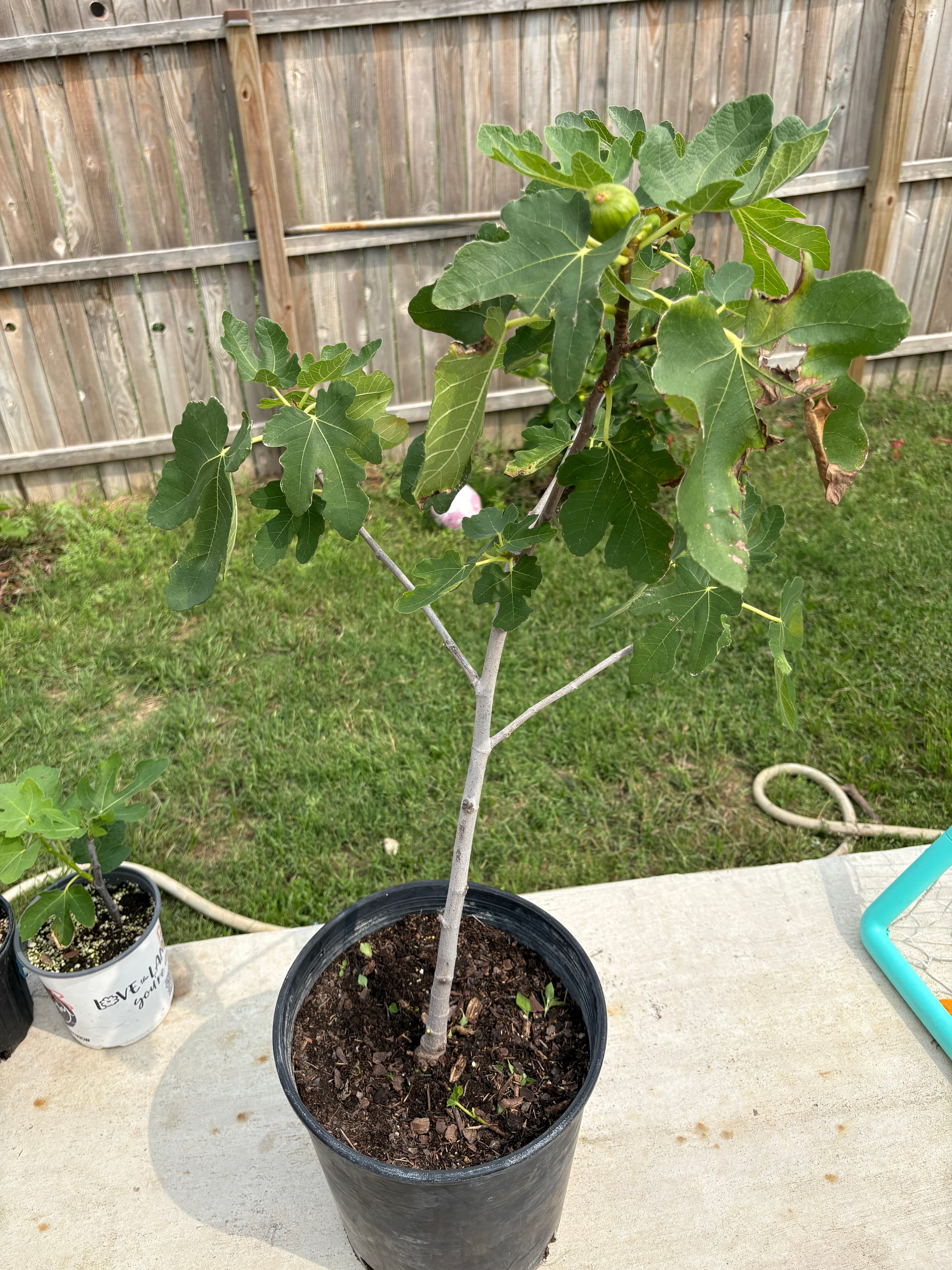Fig